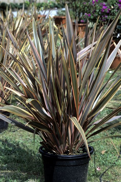 Ornamental grasses are low maintenance.perfect as deer resistant ground cover. 7 Dwarf Ornamental Grasses For Container Gardening ~ Bless ...