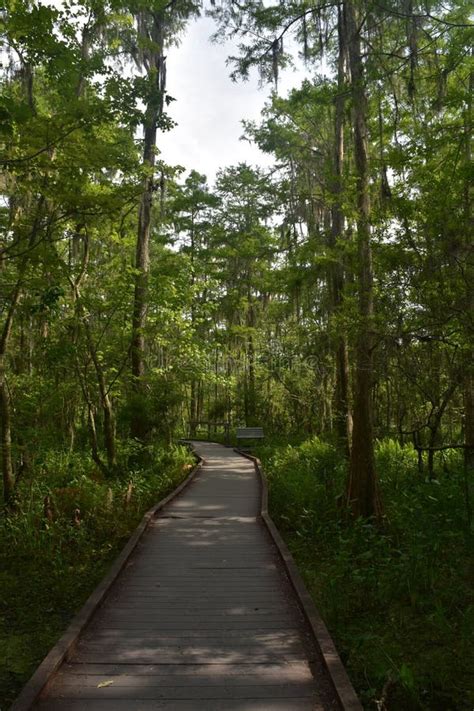Wooden Pathway In Barataria Preserve In Louisiana Stock Image Image