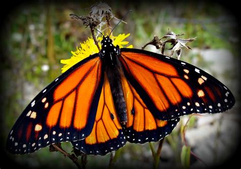 mariposa monarca | Mariposa monarca, Monarcas