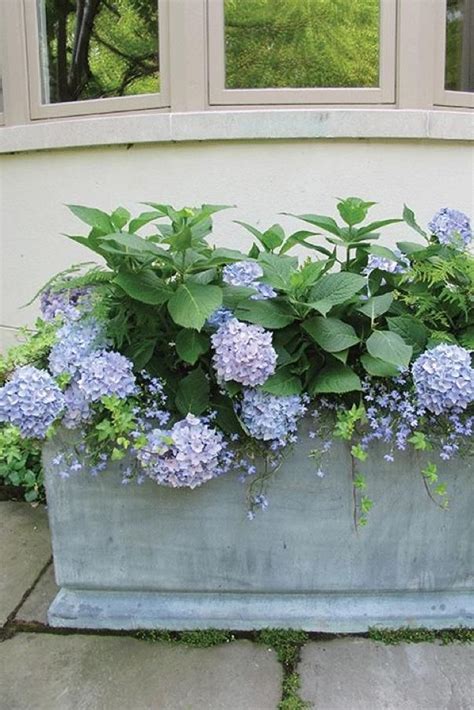 Elevated Additions Ready Your Containers Because The Hydrangeas Are