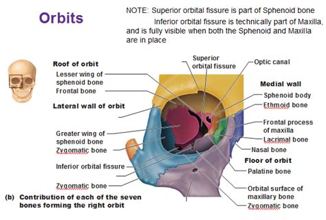 Special Parts Of The Skull