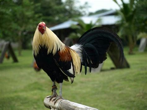 Kumpulan gambar lucu banget yang kocak dan paling unik. Menggenal Sabung Ayam Filipina Serta Info Lengkap Ayam ...