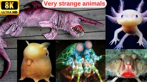 Most Strange And Weirdest Animals Of The World Youd Have Never Heard Or