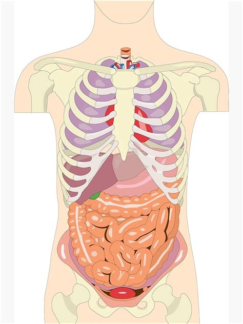 Human Torso Anatomy Ubicaciondepersonascdmxgobmx