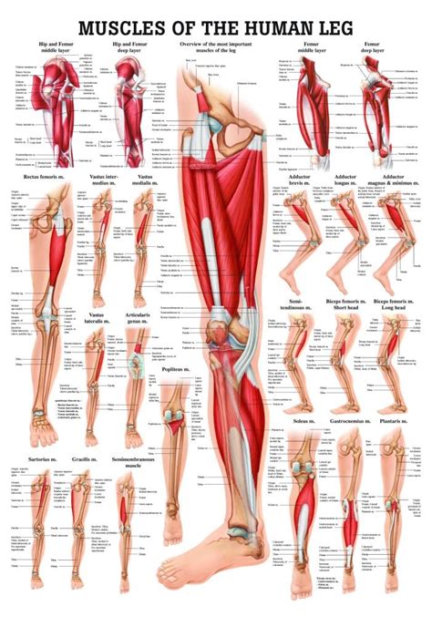 Anatomical Charts And Posters Anatomy Charts Arm And Leg Charts The Best Porn Website
