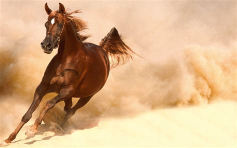 Running Horses Images For Desktop Wallpaper Running Horse Wallpapers