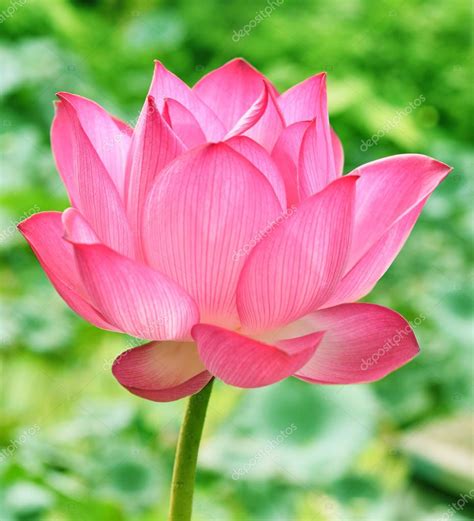 Beautiful Pink lotus flower in blooning — Stock Photo © krongkrang26@gmail.com #210585700