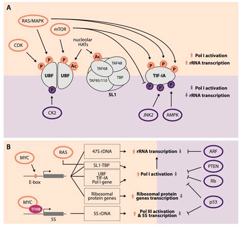 Ribosomal rna is transcribed as a large precursor molecule that is then modified and trimmed to form the mature species that participates in protein synthesis. Cells | Free Full-Text | How Cancer Exploits Ribosomal RNA ...