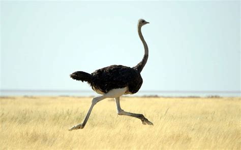 Fact Or Fiction Do Ostriches Bury Their Heads In The Sand Ostriches