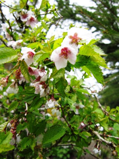 Shop our huge selection of flowering trees online with delivery right to your door. Dwarf Cherry Plant for Sale - Choose your Dwarf Cherry ...