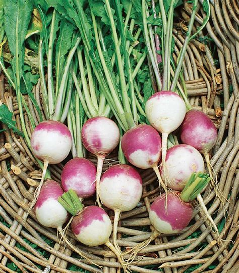 When cooked, their many flavors flourish around the palate and if freshly picked they don't even need any peeling. Amazing Health Benefits Of Eating Turnip (Shalzam)!