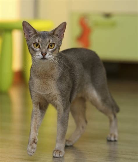 Abyssinian Mix Or Thecatsite