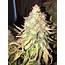 White Label Double Banana Kush Grow Journal Harvest21 By  GrowDiaries