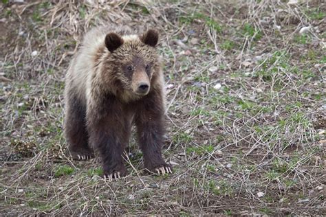 Grizzly Bear Cub Wildlife Photography Fine Art Wall Art Etsy