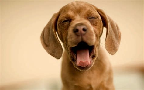 Yawning Dog Funny Image