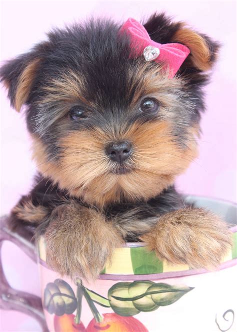 Beautiful Teacup Yorkie Puppies Miami Ft Lauderdale Area Teacups Puppies And Boutique