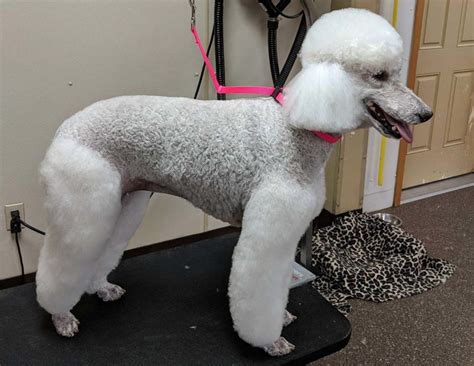 I am treated with kindness and consideration and i leave my two fur babies there. Services - Pampered Paws
