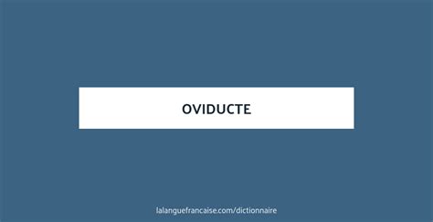 Définition De Oviducte Dictionnaire Français