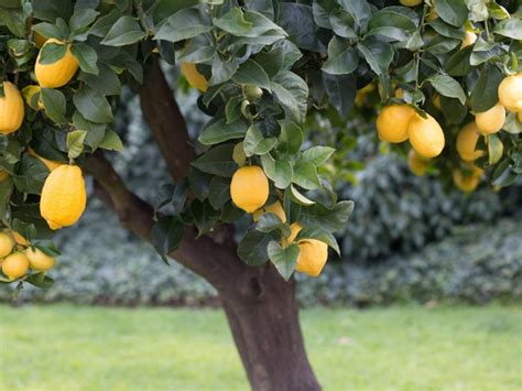 Lemon Meyer Citrus X Meyeri Black Bridge Nurseries