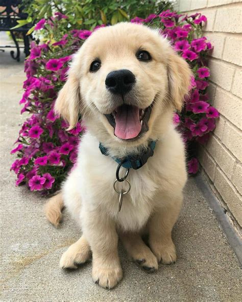 Golden Retrievers Instagram Profile Post 🐶happy Puppy 👉 Happy Doggo🐶