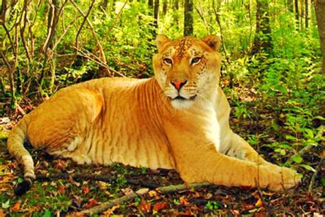 It' til pretty much my favorite animal it' s hie a lion and a tiger mixed. Ligers - 99 Facts | Big cat family, Liger, Lion mane