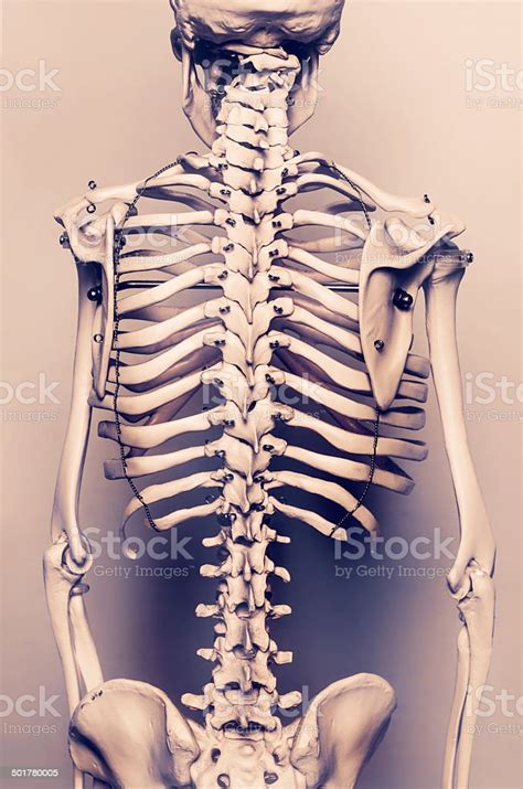Esqueleto Humano Desenho De Costasesqueleto Humano Desenho De Costas