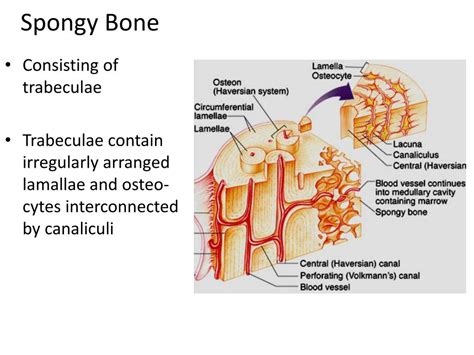 Ppt Structure Of Long Bones Powerpoint Presentation