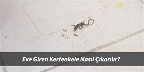 Eve Giren Kertenkele Nasıl Yakalanır?Evde Kertenkele Tuzağı Yapımı