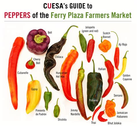 from sweet to heat a guide to picking peppers at the farmers market bay area bites kqed food