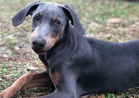 The Blue Doberman How To Care For The Tax Collectors Dog K9 Web