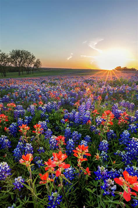 Bluebonnet And Indian Paintbrush Wildflowers Filed Texas Photograph By
