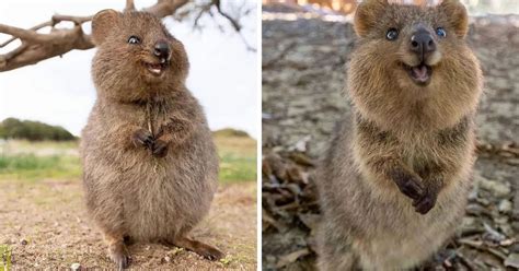 Us uk australia brasil canada deutschland india japan latam. Meet Quokkas - The Happiest Animals on Earth