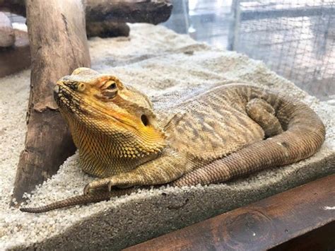 81 Fascinating And Fun Bearded Dragon Facts You Never Knew Pet Arenas