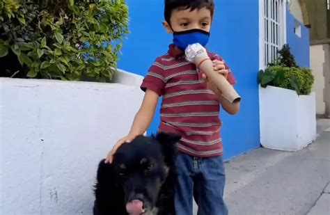 Video El Conmovedor Reportaje Que Hizo Un Niño Sobre Los Perros