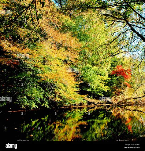 Fall Colors Along A Stream Stock Photo Alamy