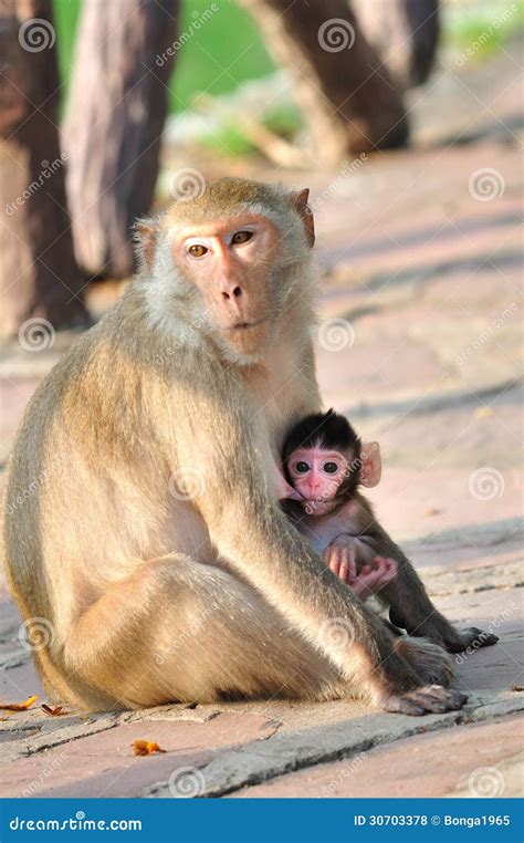 Baby Monkey With Mother Stock Photo Image Of Wildlife 30703378