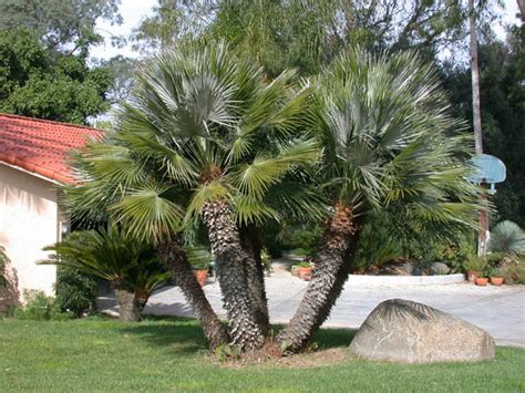 Mediterranean Fan Palm Trees Pictures