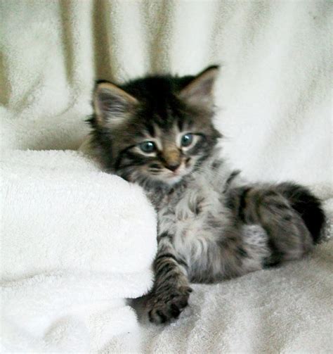 Use the search tool below and browse adoptable maine coons! Maine Coon Kittens For Sale Near Me Indiana