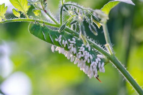 Identifying Insect Cocoons In Your Landscape And Garden Hgtv