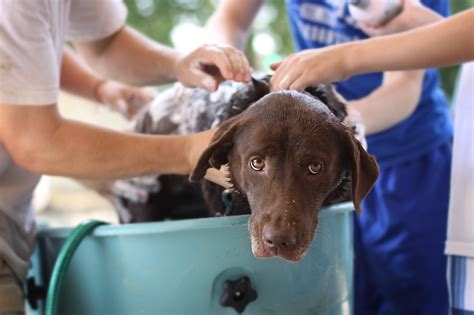 Find out everything about how often you should do it, techniques bath tips bathing babies can be fun, but it can also be a bit challenging and slippery. How Often Should I Bathe My Dog? - A Dog's Love