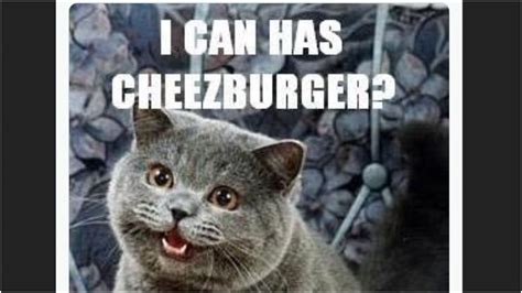 What Does ‘i Can Has Cheezburger Meme Mean Viral Cat Trends Origin