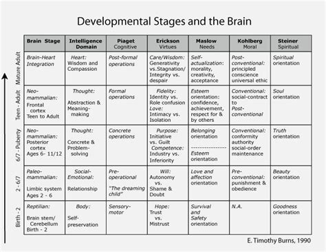 Developmental Stages And The Brain Birth Through Adult