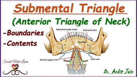 Submental Triangle Of Neck Anatomy Simplified Boundaries And