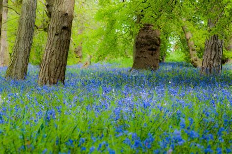 Bluebell Woodland In Spring Stock Photo Image Of Bluebells Spring