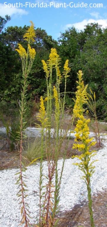 Native Plants Of Florida