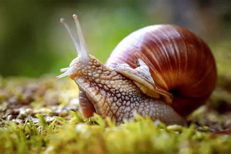 Different Types Of Snails Plus Interesting Facts Nayturr
