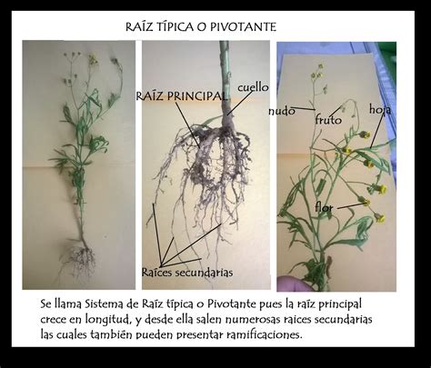 Biologia Primer Año Liceo 23 Las Partes De La Planta Y Sus Funciones