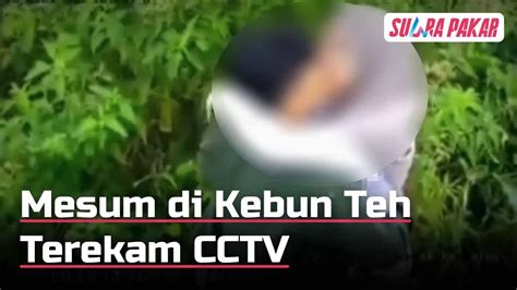 Viral Dua Sejoli Mesum Di Kebun Teh Karanganyar Terekam Sedang Asyik