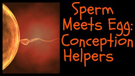 sperm meets egg conception helpers youtube