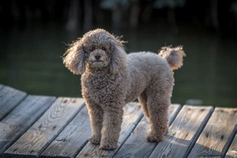 Miniature Poodle Rescues And Adoption Petfinder And Adopt A Pet Pawzy